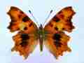 Polygonia c-album (cold shock abb 7) (Internet Image property of respective owner, non-commercial use only)